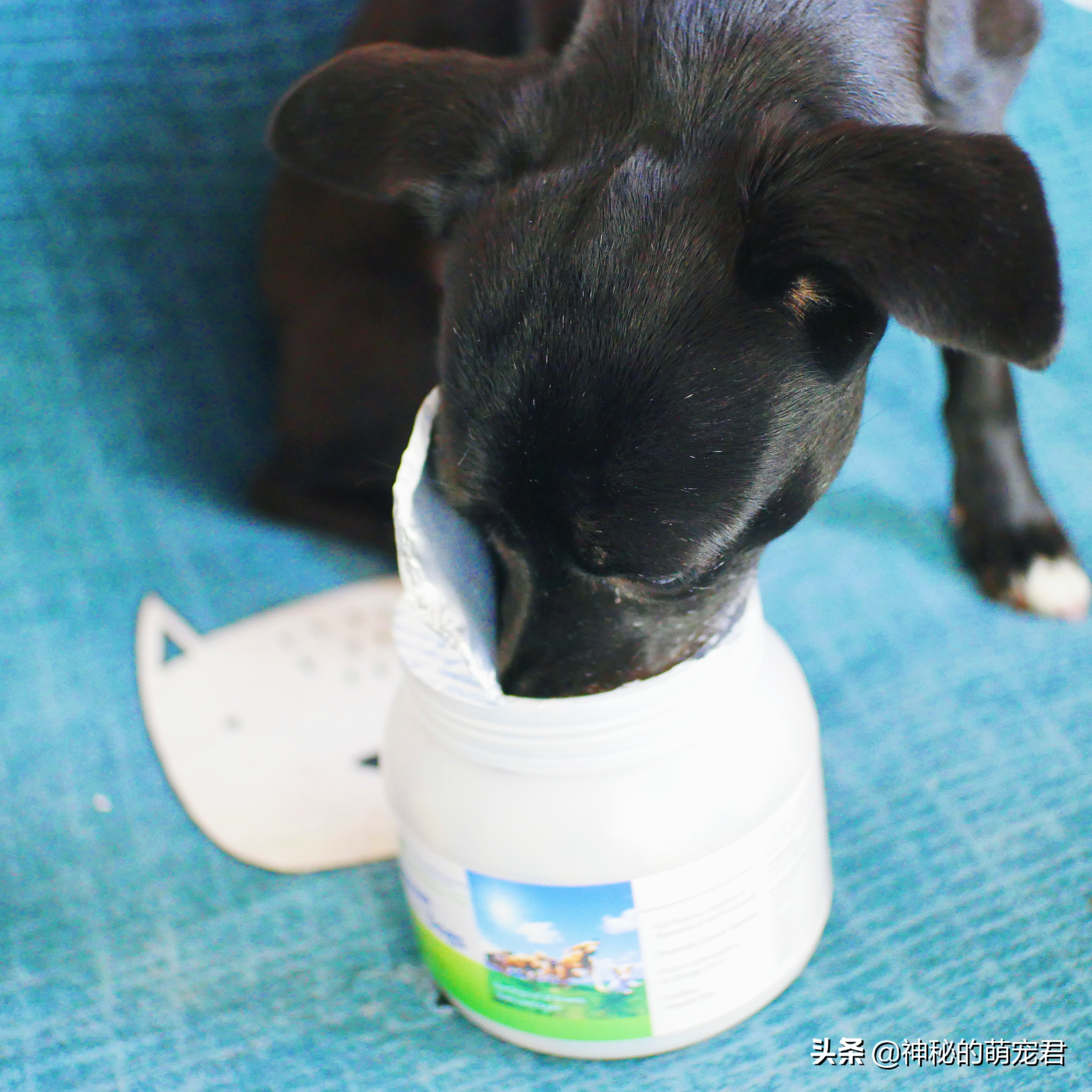 狗狗麦德氏卵磷脂,狗狗麦德氏卵磷脂一天吃多少粒