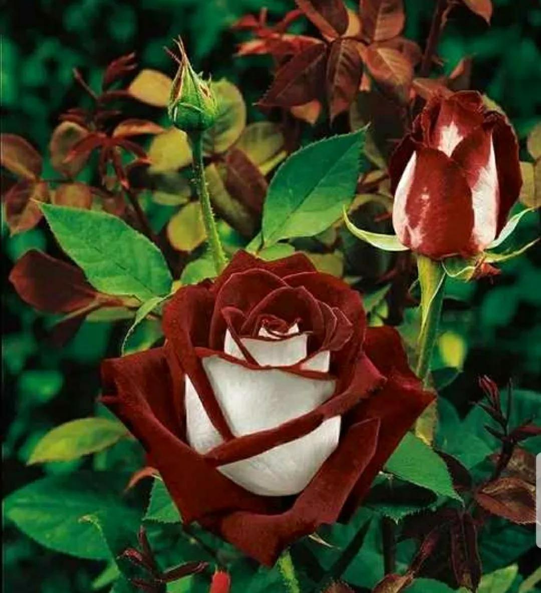 秋日私语：抬头一笑百媚生，美不惊人死不休的造型奇花