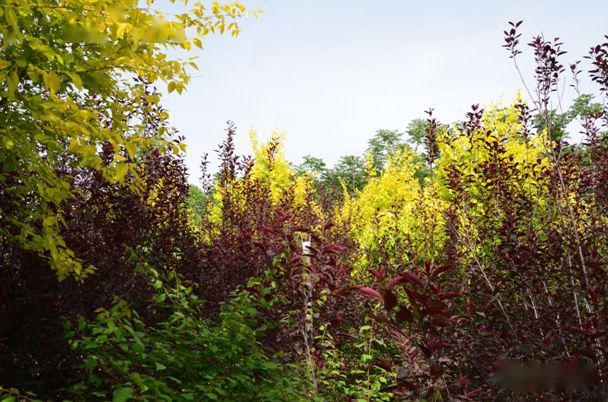 忻州花卉植物园,山西原平植物园