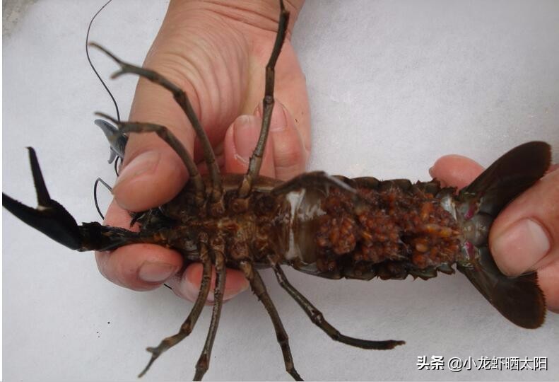 如何加快小龙虾脱壳期产卵,小龙虾爆卵了该怎么养