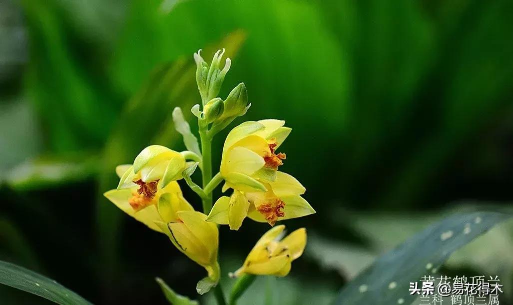 兰花推荐亭亭玉立的鹤顶兰,金斑鹤顶兰花