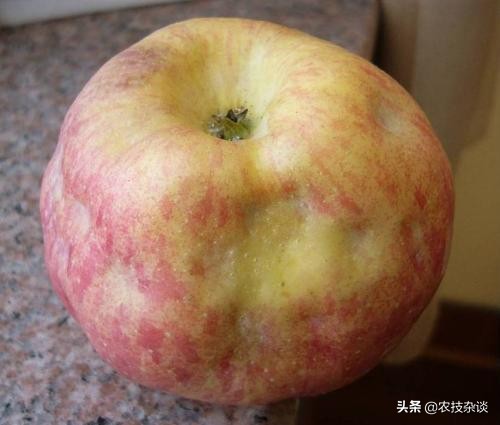 苹果缩果病严重吗,苹果裂果病的发病规律是什么
