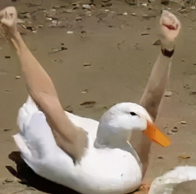 迪卡侬你不知道的十个秘密,迪卡侬帐篷收纳奇葩