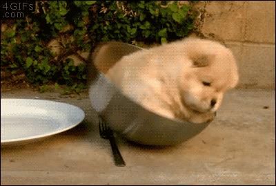 中国本土最古老的犬种之一,最古老的犬种是什么