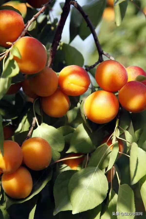 杏儿熟了课文,杏儿熟了原唱完整版