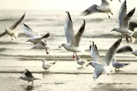 秦皇岛候鸟观赏地,秦皇岛初冬鸟类