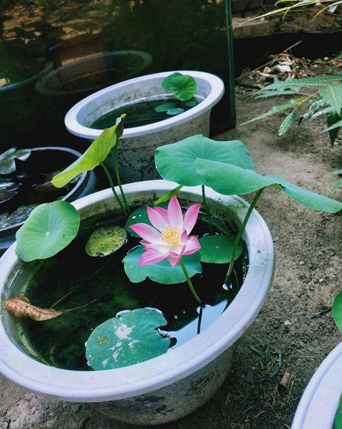 碗莲睡莲水浑浊怎么办,养睡莲和碗莲的水总是很浑浊