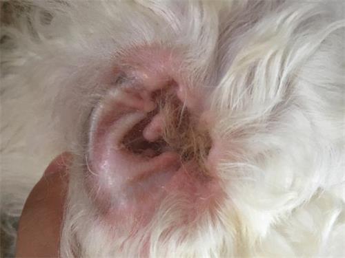 狗狗眼睛流泪发红是什么原因,狗狗流泪是怎么回事怎样解决