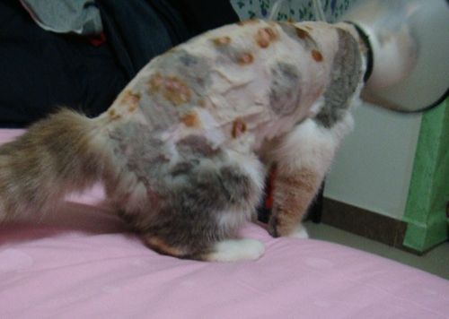 猫咪猫癣只使用伊来曲康管用吗,猫咪猫癣药膏可以直接涂吗