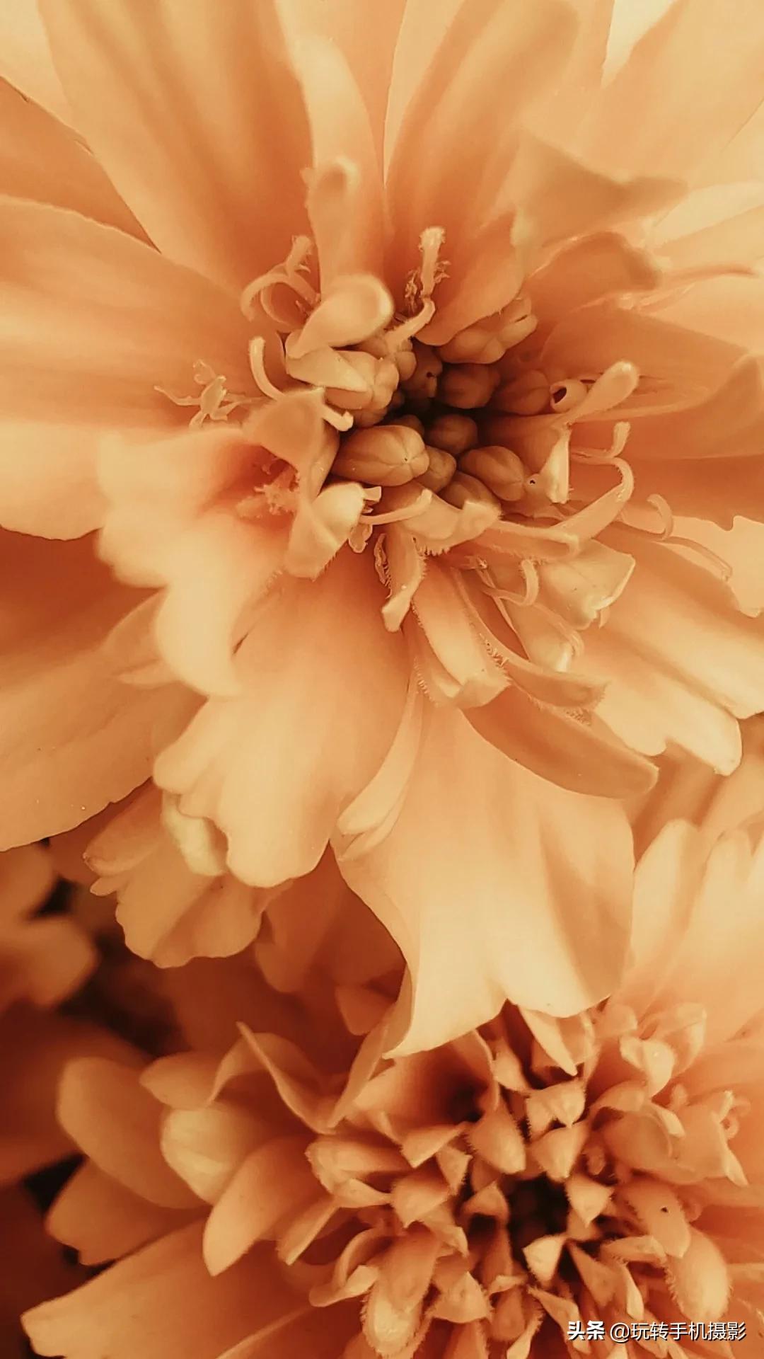 怎么拍花做壁纸,壁纸对花方法