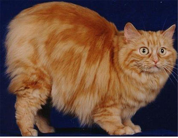 明日方舟阵营剧情,明日方舟暗流