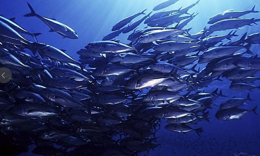 65年前在日本爆发的怪病,1952年日本猫自杀事件