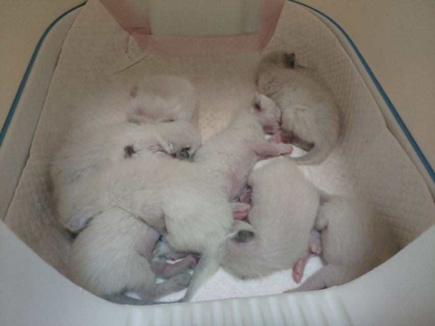 干货分享猫咪怀孕及生产护理攻略,写我第一次养猫的作文