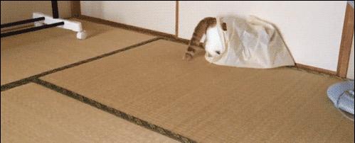 家里哪些东西对猫有危险,对猫咪有害的日常用品