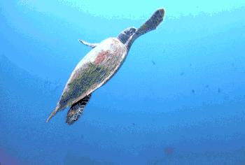 去马尔代夫玩哪个岛最值得推荐,去哪里旅游马尔代夫划算