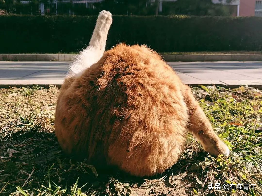 北大猫咪图鉴,中国人民大学猫咪图鉴