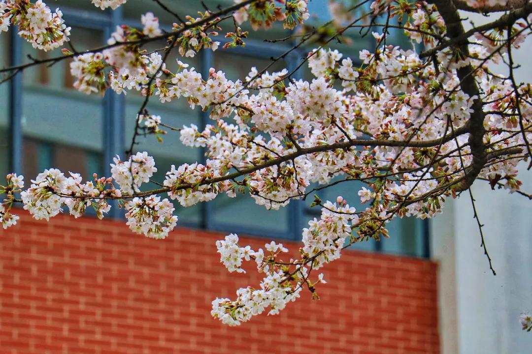 我把德阳市的校园春天寄给你