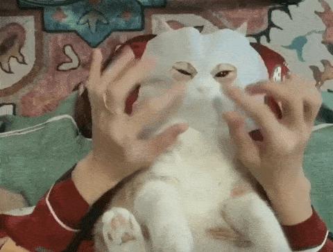 据说最近喵圈流行敷面膜，铲屎官请准备