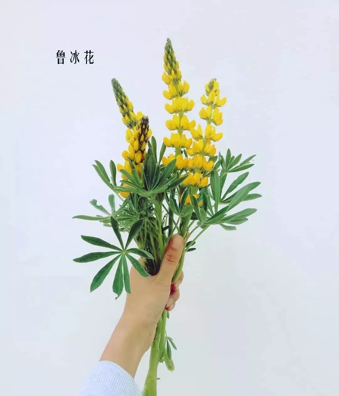 鲜花店常见花材品种大全,花店里同款的两种不同价格的花材