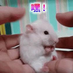 养仓鼠需要准备什么吃的食物,仓鼠饮食食谱