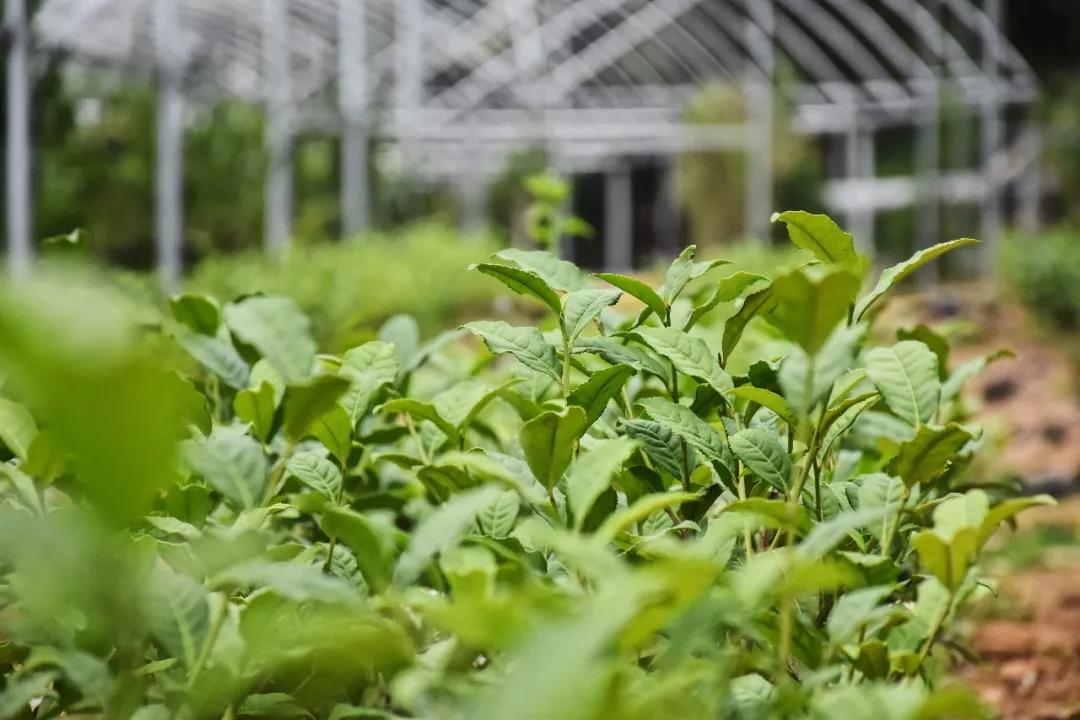 豌青茶业官方旗舰店,莒南县豌青茶业