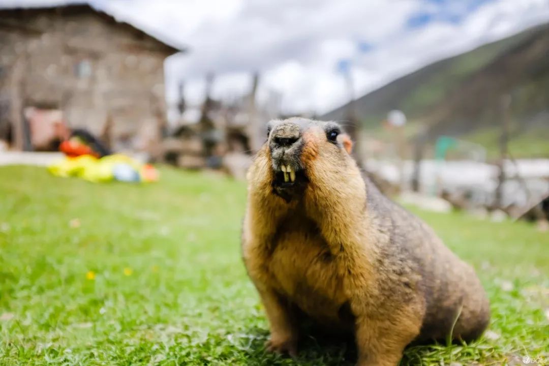 问道中医这本书怎么样,问道中医怎么样