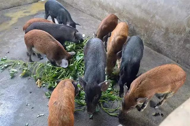 雷州标志图片,雷州标志