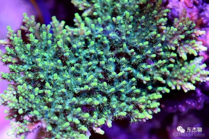 海缸极低营养盐,容易养的海缸珊瑚