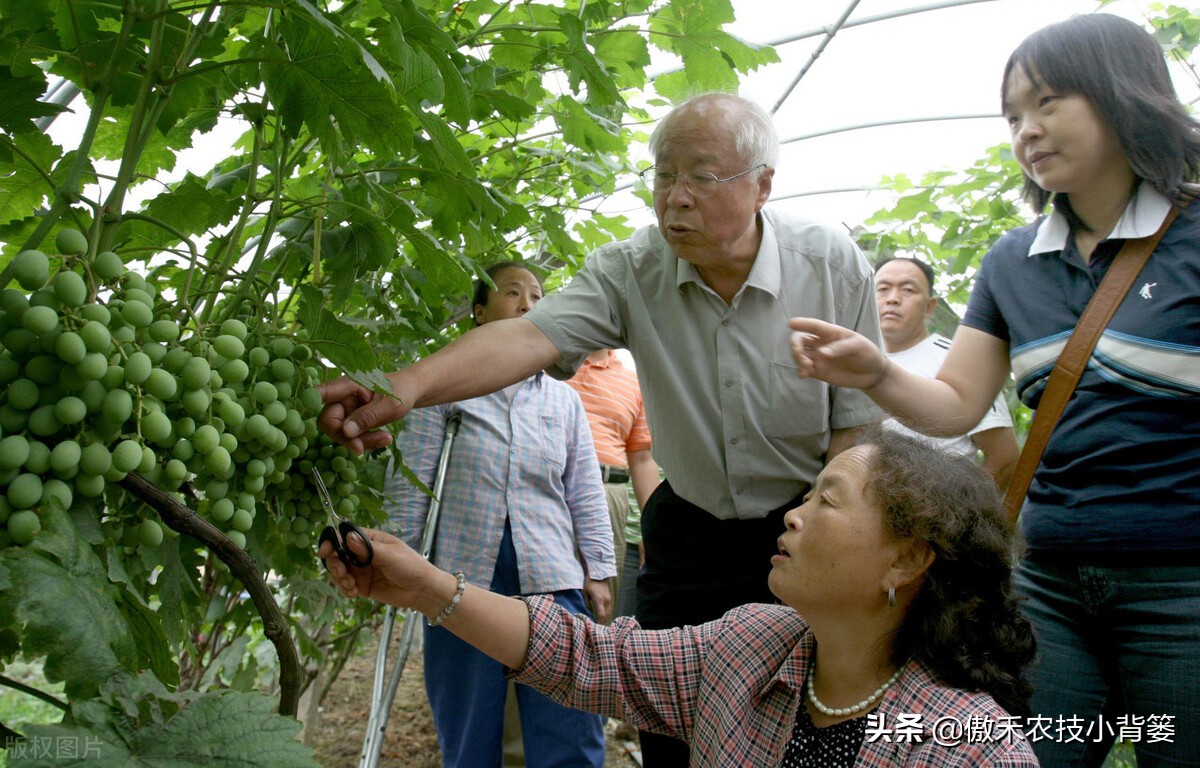 液体氮肥适用于所有植物吗,液体氮肥是碱性还是酸性的