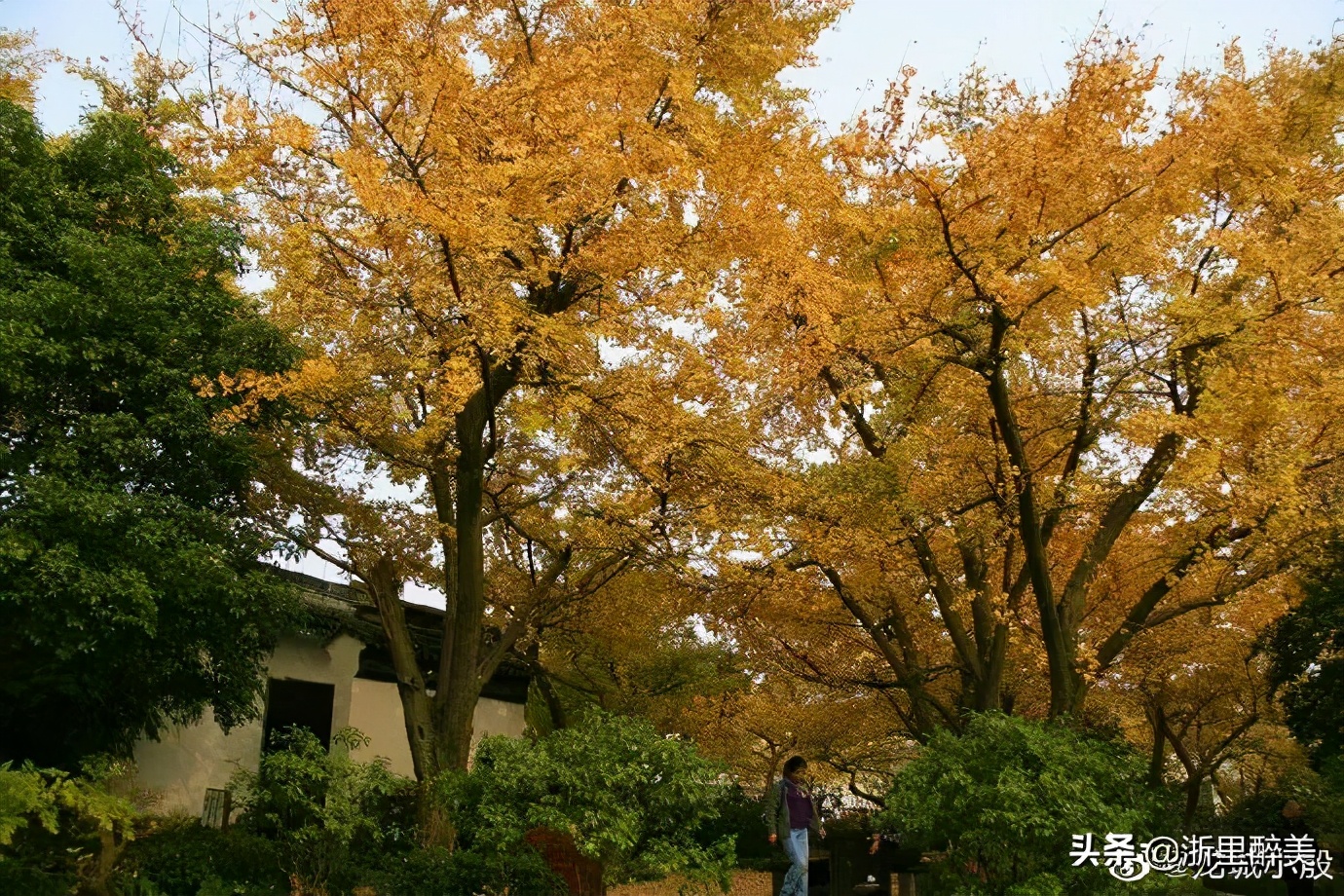 《橘子红了》拍摄地风光正当时!苏州吴中东山美食美景等你来