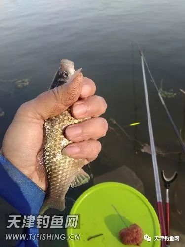 易包搞定野钓饵料评测,钓饵测评排行榜