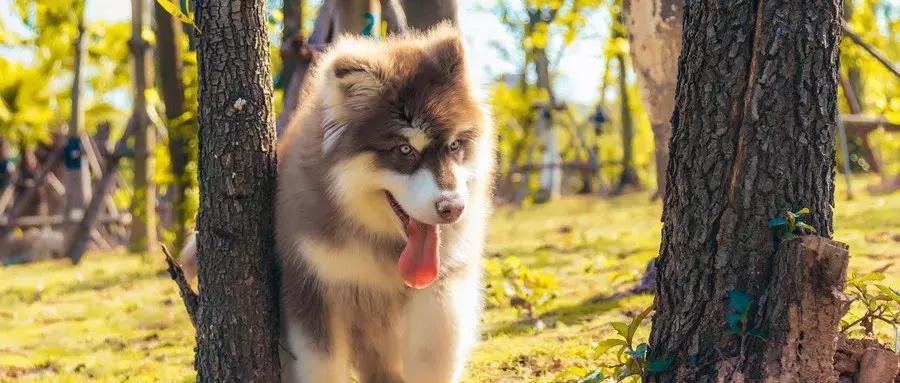 养狗预防老年抑郁症,养狗治抑郁症最好的药方