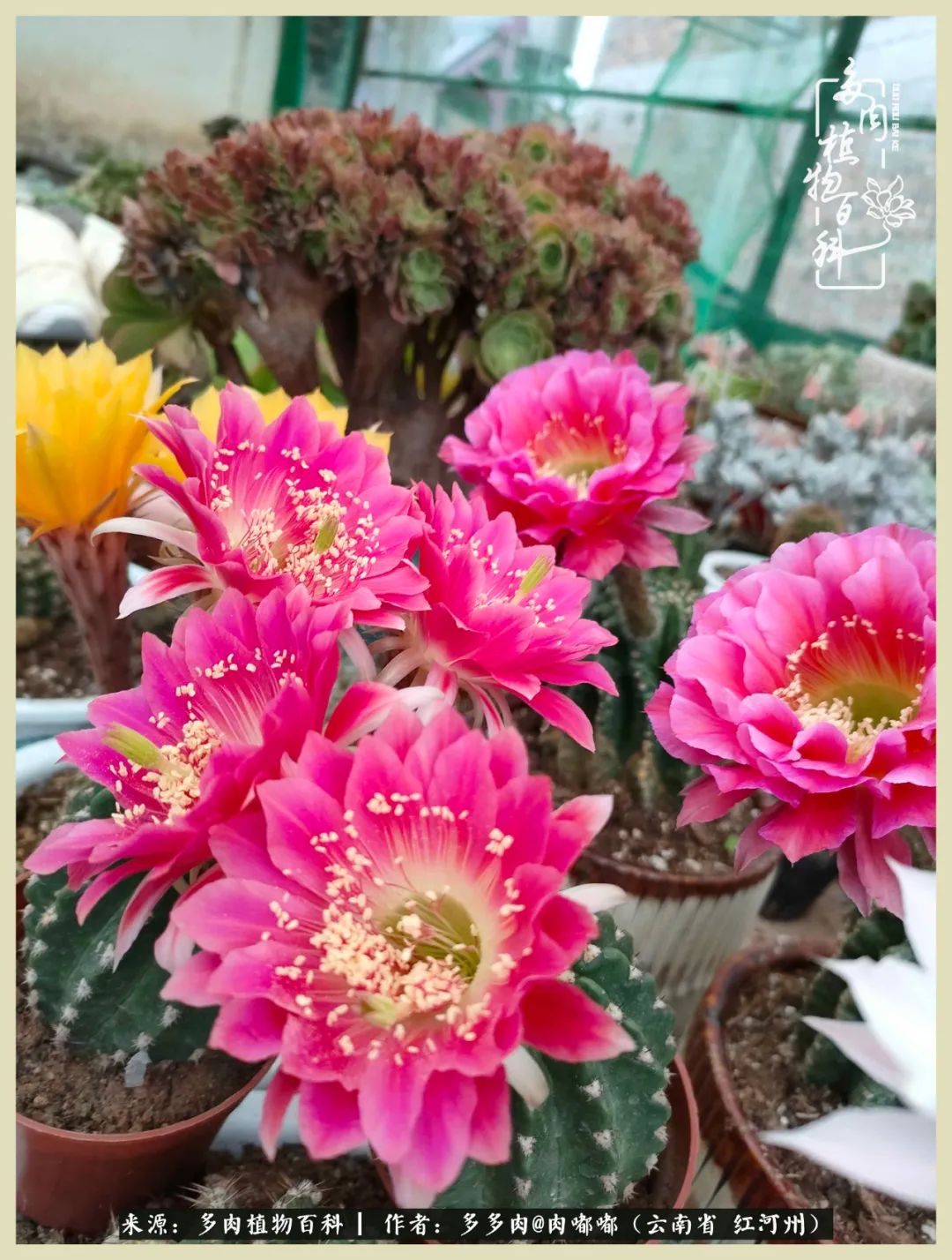 这个春天我们一起去赏花,这个季节我们一起去看花