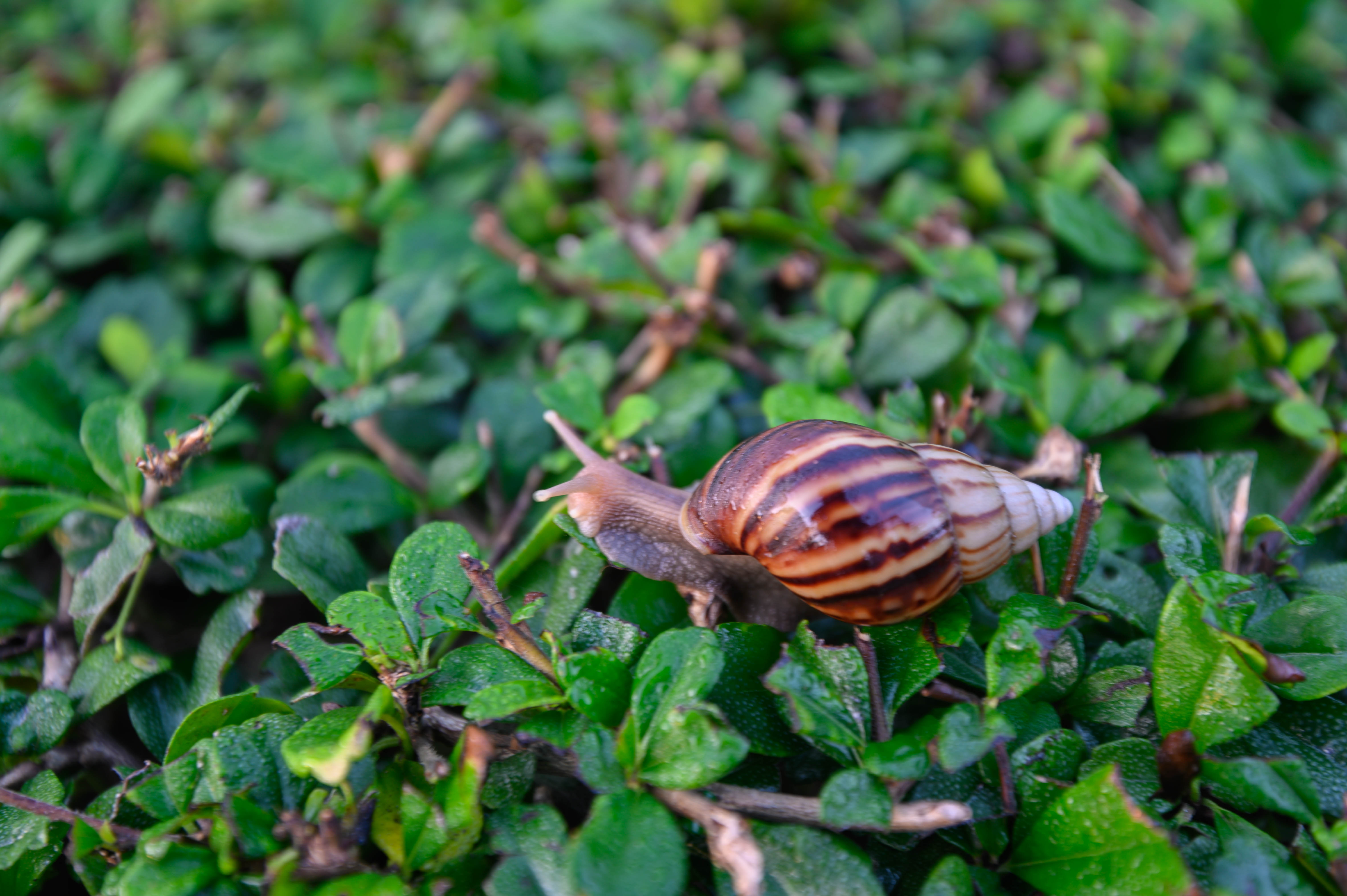 泰国旅游团有没有体验泰拳,泰国旅游不能错过的泰拳体验