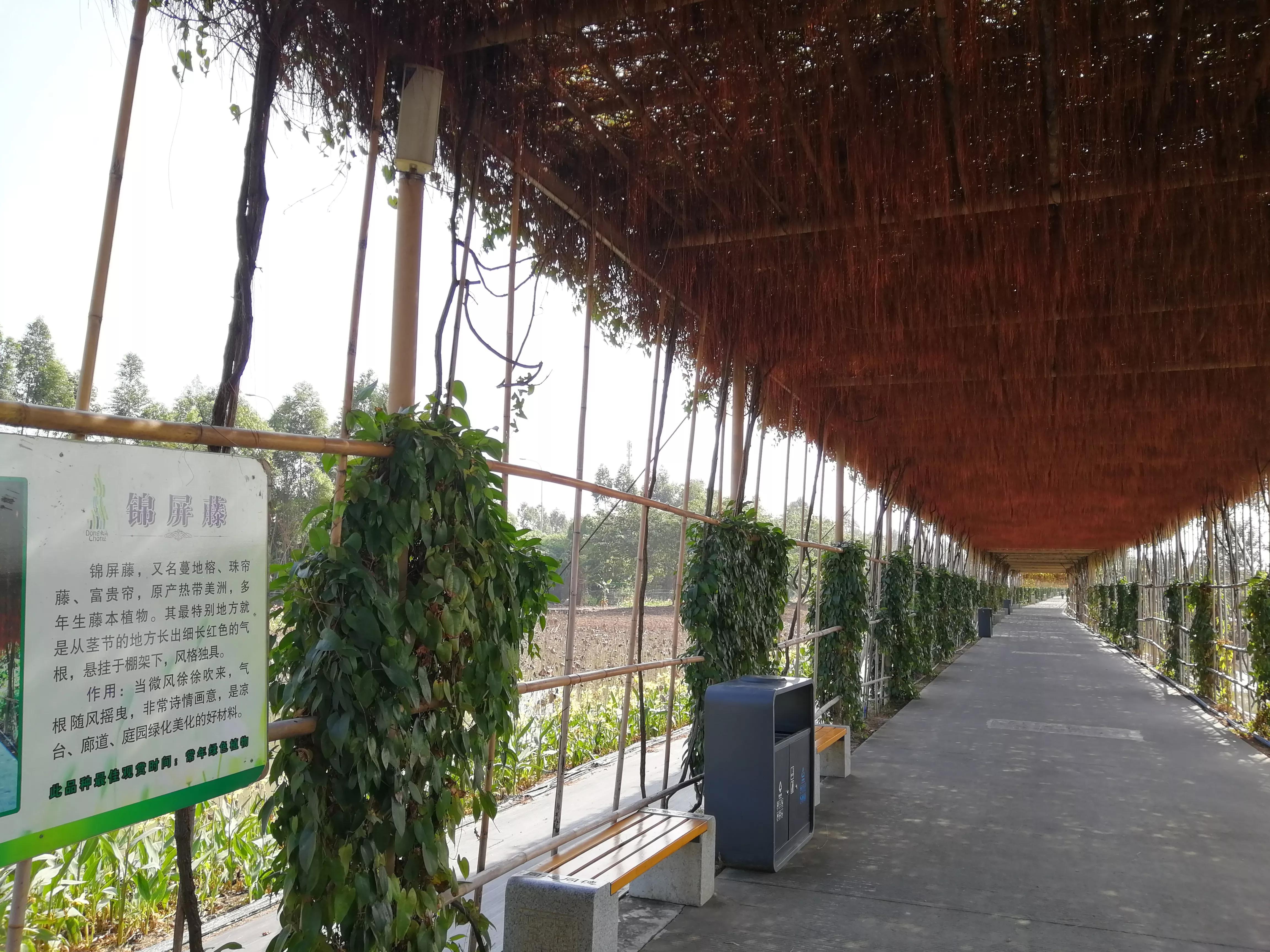 地铁4号线美丽乡村东涌,地铁4号线沿路风景