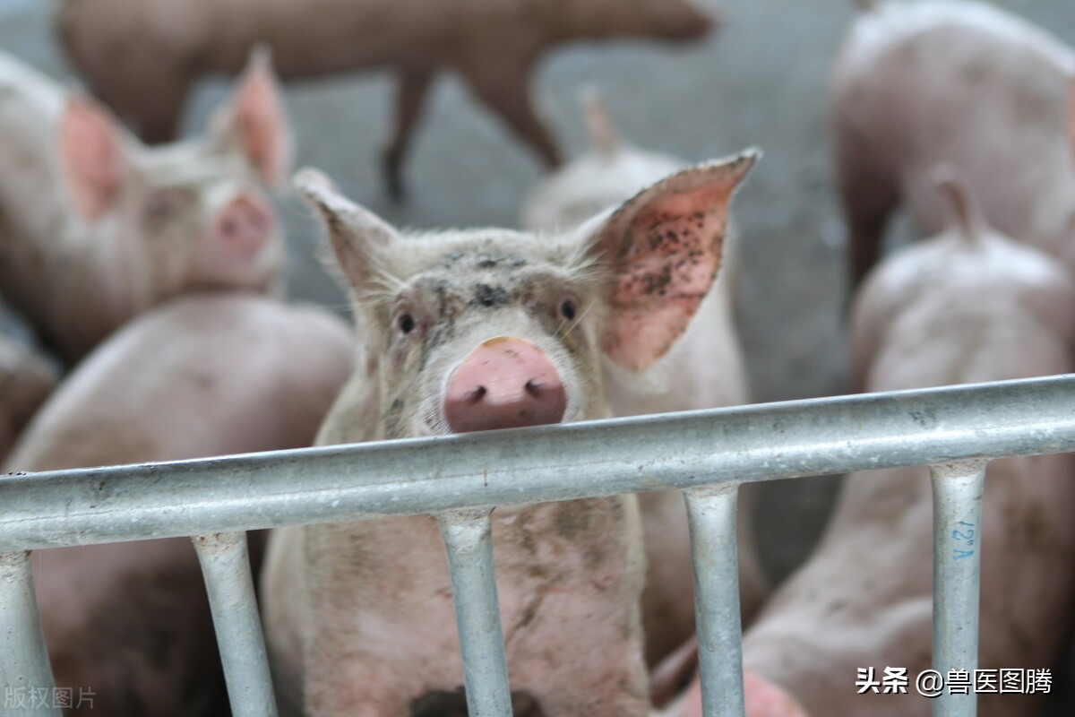 猪得了异食症怎么办,猪牛羊异食癖的表现