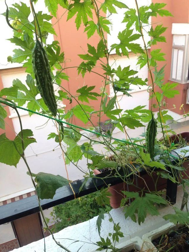 苦瓜开花坐果长不大怎么回事,苦瓜为什么老是开雄花不开雌花