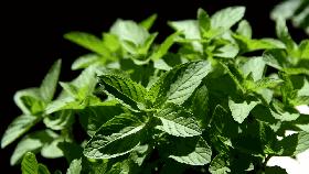 开车喝红牛提神已落伍,开车犯困喝咖啡有用吗