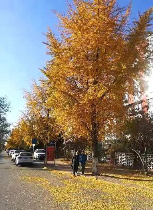 唐山的秋,丰润曹雪芹的故乡