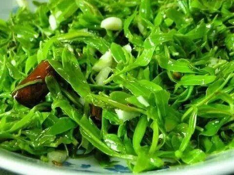 上山挖的野菜又美味又营养,大山里美味的野菜野生药材