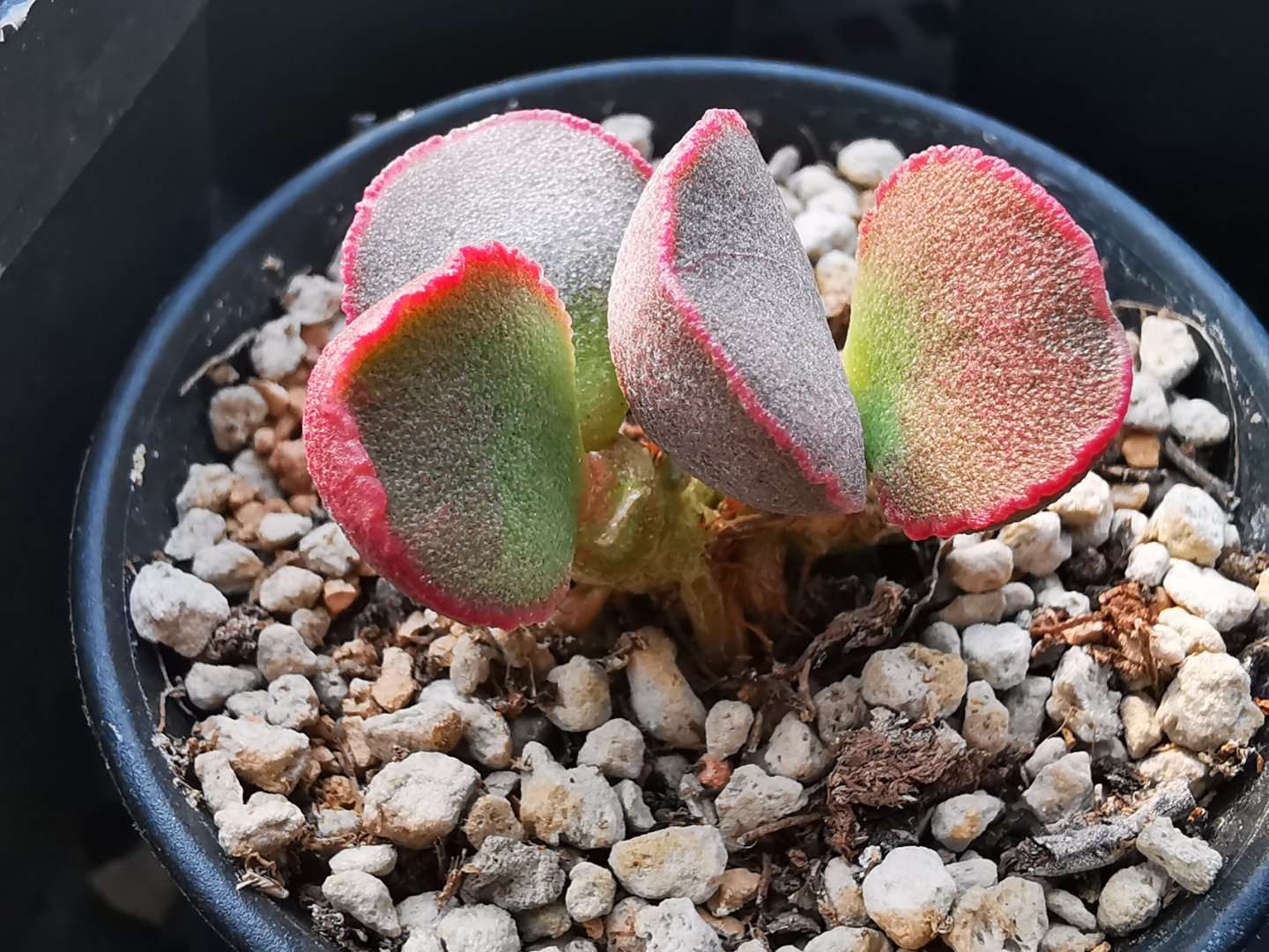 水泡多肉大全,水泡多肉叶片发焉