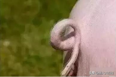 猪断尾巴有什么用,猪断尾和不断尾有啥区别