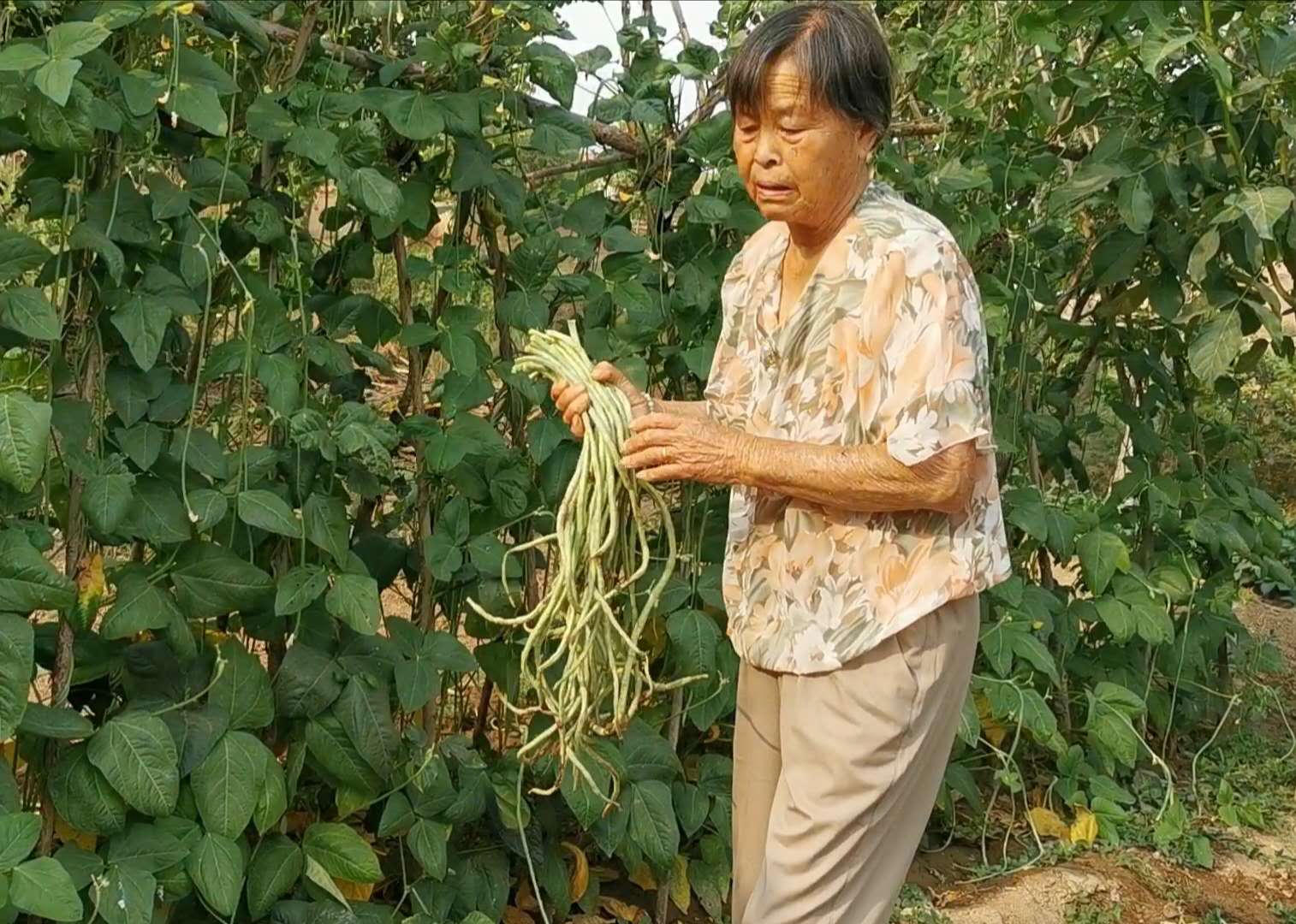 回老家陪爸爸妈妈一起过端午节,带着孩子回家陪他奶奶过端午节
