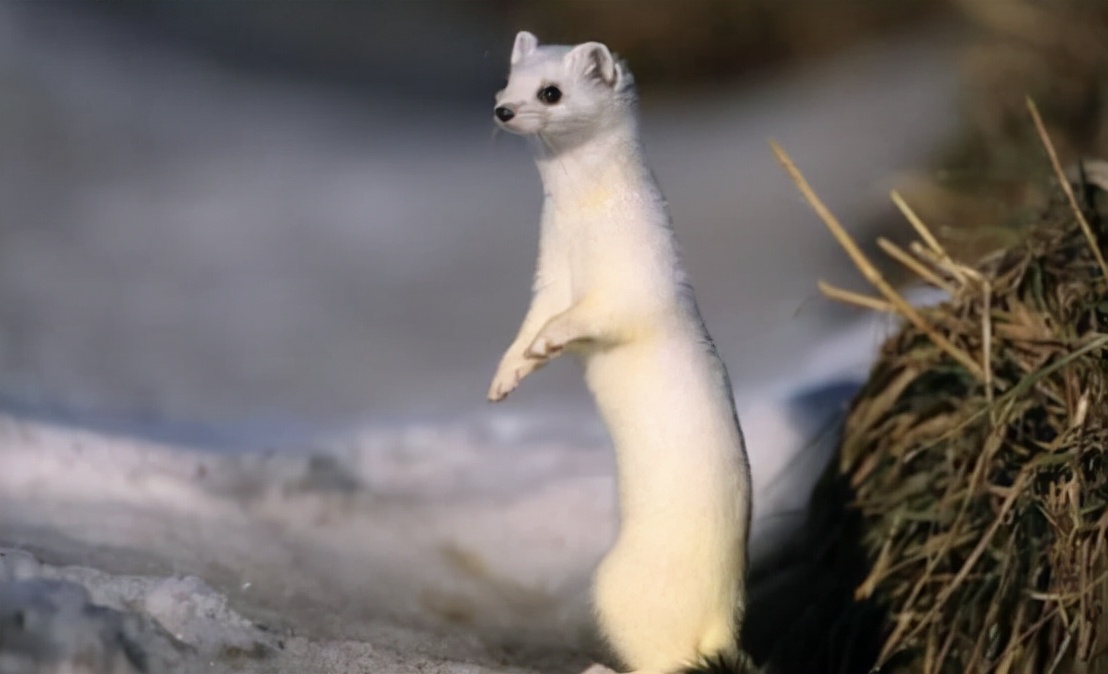 黄鼠狼讨封成精后怎么处理,黄鼠狼成精向人讨封怎么回答