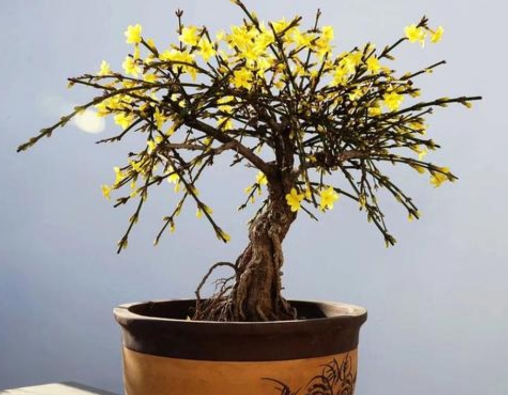 冬天养腊梅的方法,迎春花开春意来