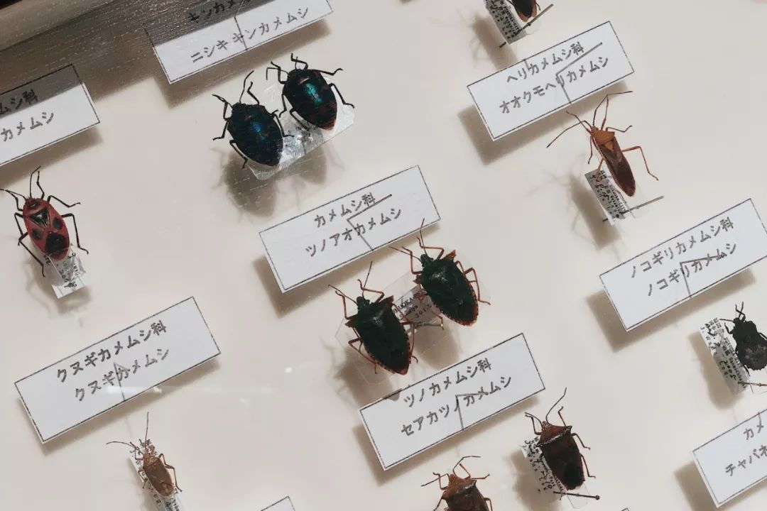 福冈的真实生活,福冈生活常识