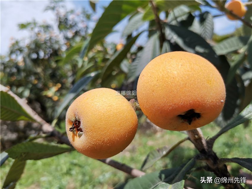 哪个地区的大五星枇杷口感最好,枇杷上市时哪里枇杷更好吃