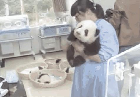 日本看熊猫真的需要抽签吗,日本摇号看大熊猫