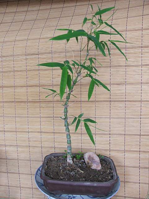 把竹子种在院子里行吗,什么样的花盆栽竹子好看