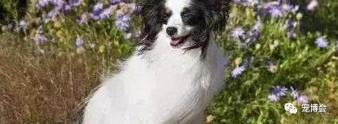 盘点狗狗被吓了一大跳,盘点被吓坏的狗狗